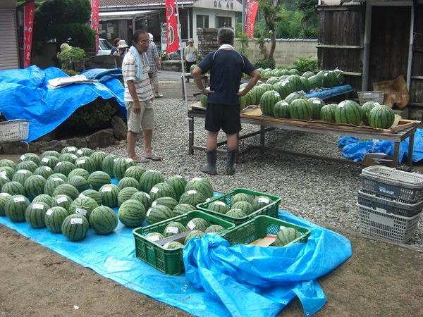 地面のブルーシートやテーブルの上に沢山スイカが置かれている写真
