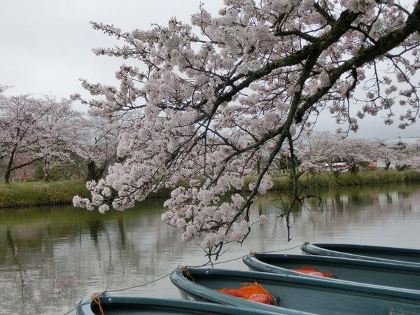 水際に満開に咲く桜と4艘のボートの写真