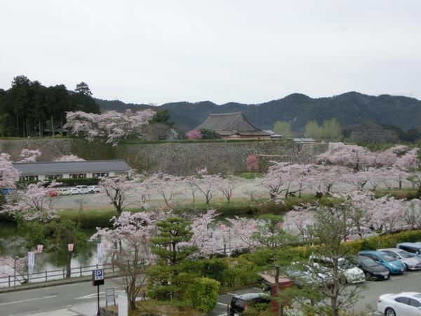 篠山城跡に満開に咲く桜の木々と池と駐車場の写真