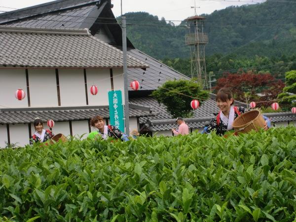 茶摘み娘の衣装を着た女性3人が茶畑に入って茶摘みをしている様子の写真