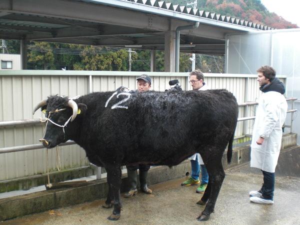 背中に白色で12と書かれている大きな黒い牛を外国人の記者が写真を撮っている写真