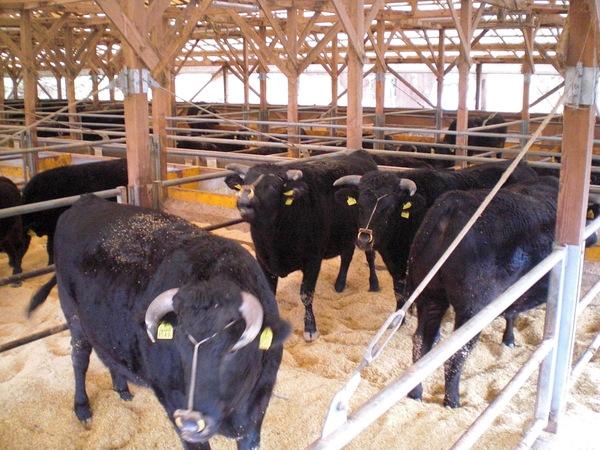 のこくずが敷き詰められた牛舎に沢山の牛がいる写真