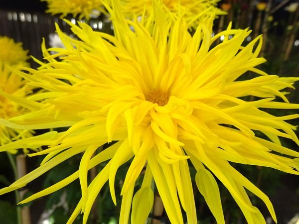 1本の鮮やかな黄色菊の写真