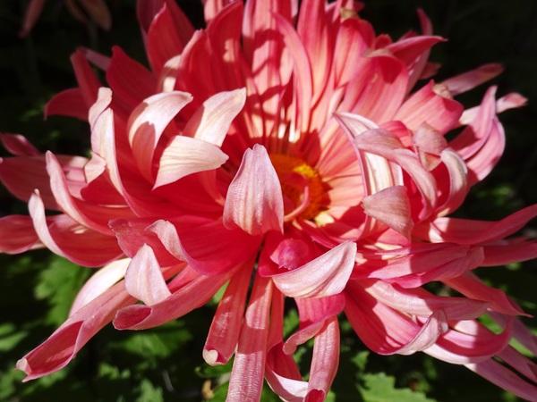 1本の赤と白の混じった菊の花の写真