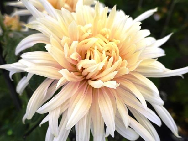 1本の白い菊に薄い黄色が混じった写真