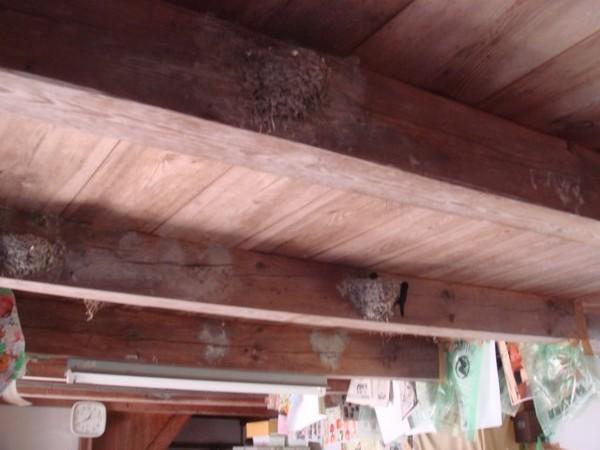 軒下の柱のあちこちに巣を作り、1つの巣の中に雛が居り、ツバメが雛の元に帰ってきている写真
