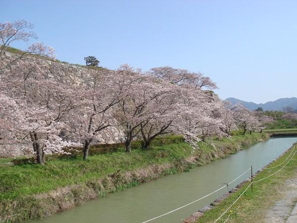 城壁の前に満開の桜が立ち並んでいる写真