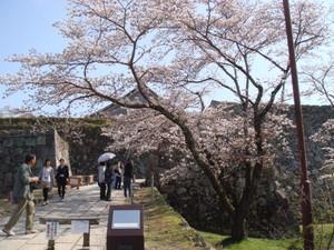 お城の桜の木が満開になっており、花見に来ている様子の写真