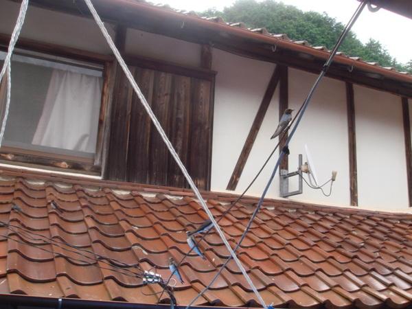 民家の屋根瓦の近くの電線に4羽のツバメがとまっている写真