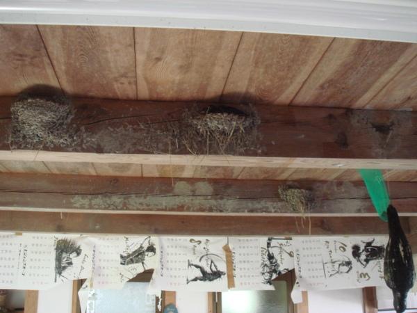 建物にツバメの巣が3個作られている写真