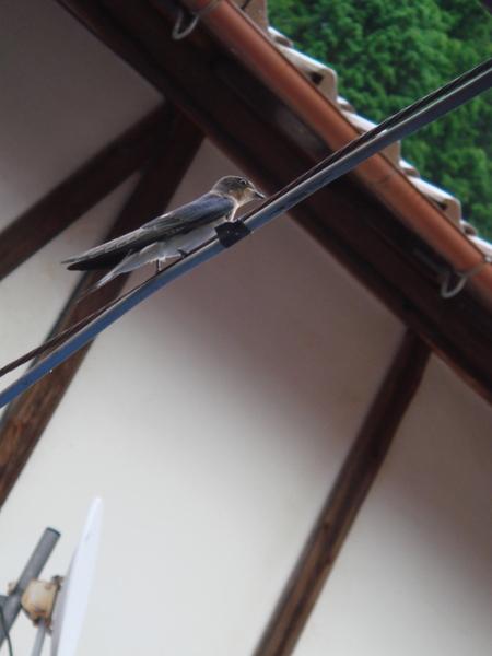 電線にツバメの親が1羽とまっている写真