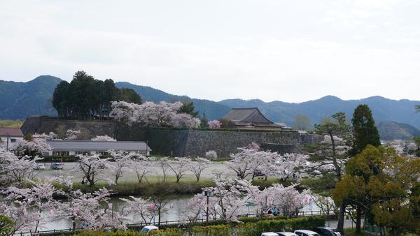 篠山城跡に満開に咲く桜の木々の写真