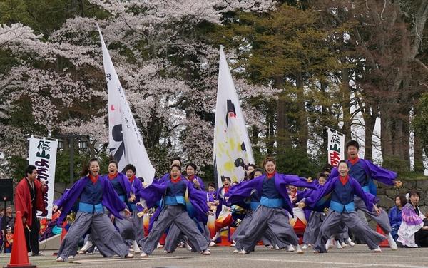 桜の木の前で紫色の鮮やかな衣装を着て両手両足を広げて踊っている後ろに大きな旗が二つ立っているチームの写真