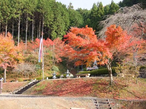 オレンジ色紅葉が奥には緑色の木いっぱいの全体写真