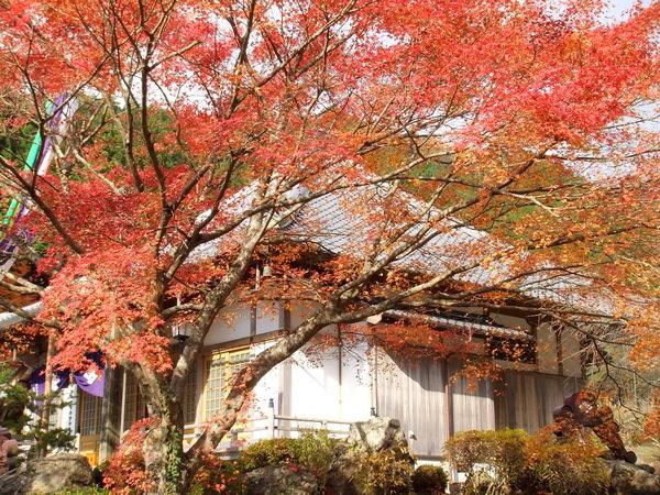 紅葉した樹の後ろに洞光寺がみえる写真