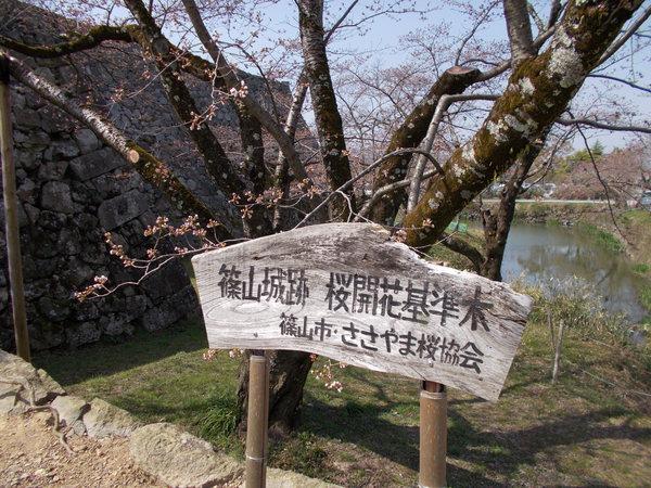 篠山城跡の下にある桜開花基準木のソメイヨシノの桜の木と手前にささやま桜協会が竹と木で作られた案内版の写真