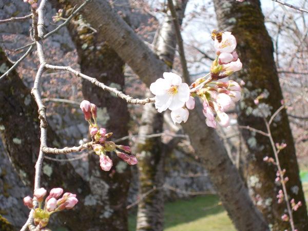 ソメイヨシノが開花した白色の桜の花に蜂が寄ってきている写真