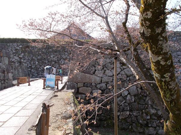 篠山城跡の城壁の手前に開花しそうな桜の木の写真