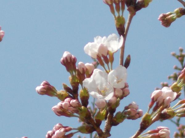 開花したばかりのソメイヨシノのピンク色の花と蕾のアップで撮影した写真