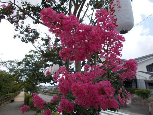 ピンクの花が手前に咲いていて、その奥に提灯が並んでいる写真