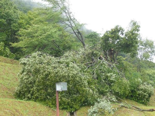 突風で、大きな木がなぎ倒されている写真