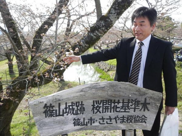 男性職員が篠山城跡桜開花基準木の前で咲いている桜を指さしている写真