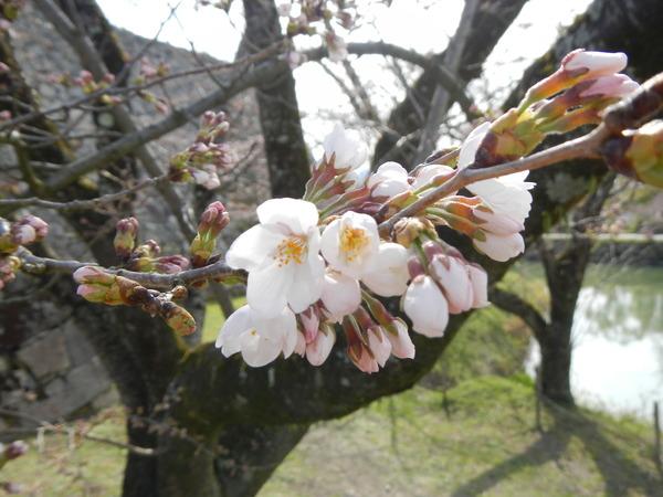 蕾が多い枝の中に少し咲き始めた桜の花の写真