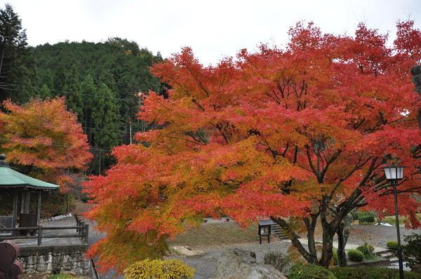 とても大きくて綺麗に色づいた、オレンジと赤の混じり合った紅葉の写真