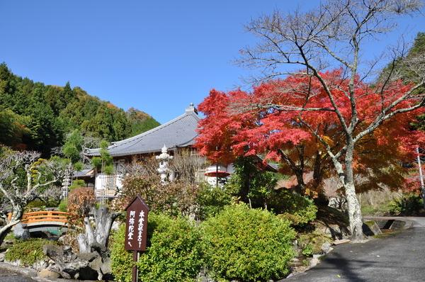 紅葉したもみじの後ろに高蔵寺が見えている写真