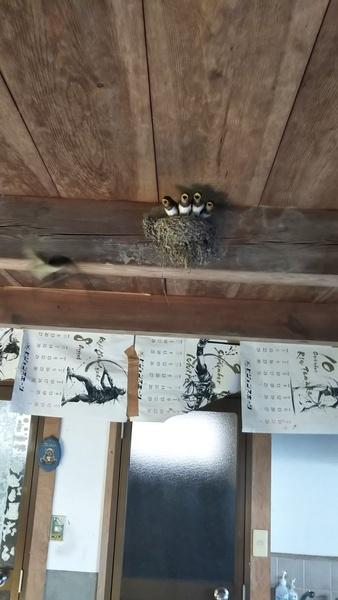 ツバメの巣の中のひな鳥4羽が口を開けている写真