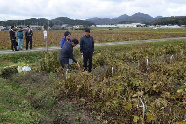 丹波黒大豆の圃場を視察する韓国の訪問団に説明をする職員の写真