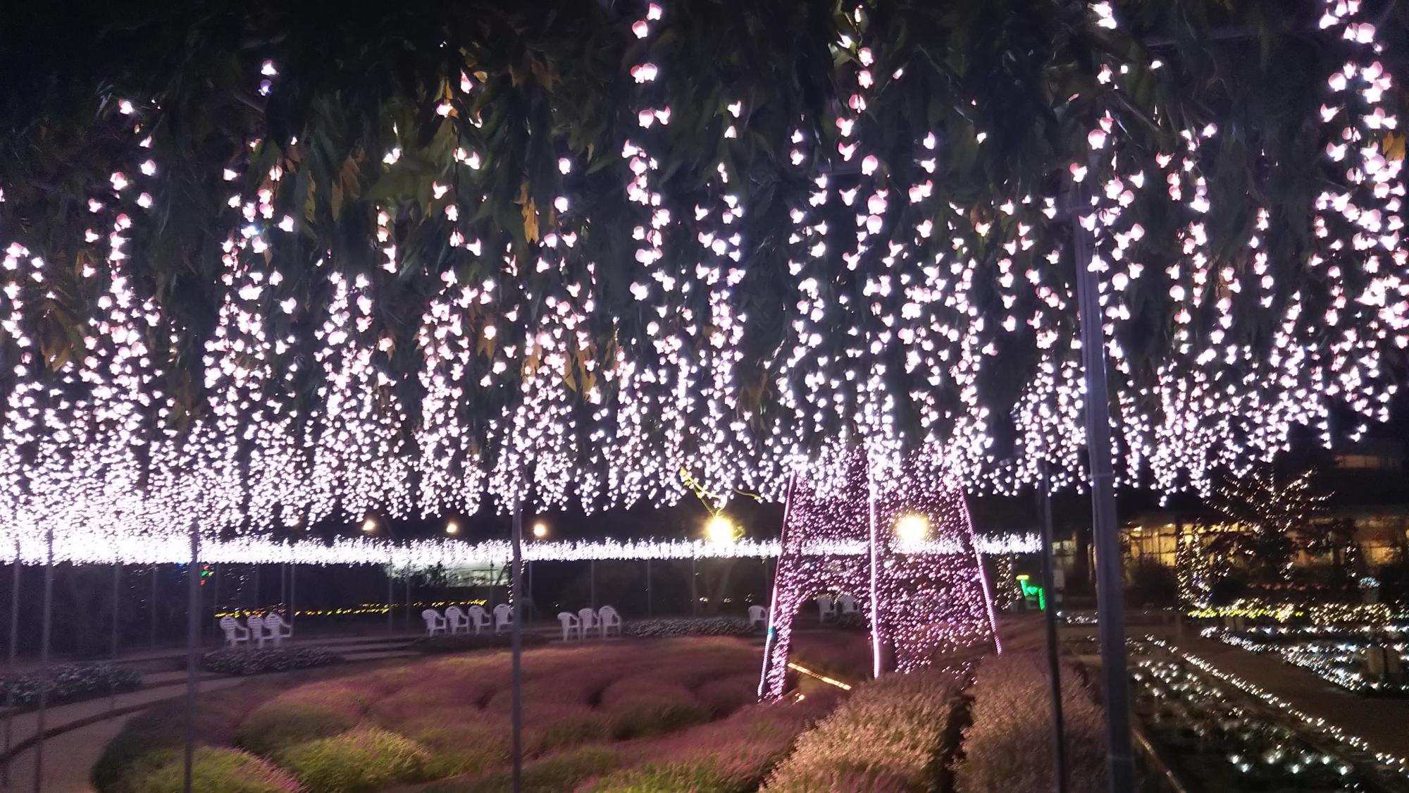足利フラワーパークのイルミネーション、ピンク色の藤の花