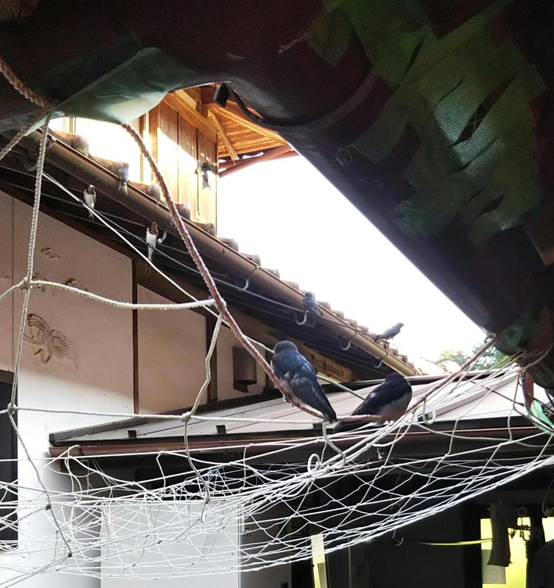 軒下にカラス除けのネットがかかっており、電線やネットにツバメがとまっている。