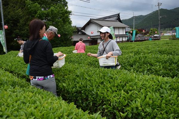 茶畑で籠を持った女性2名が立ち止まり、茶積みをしながら笑顔で話をしている写真