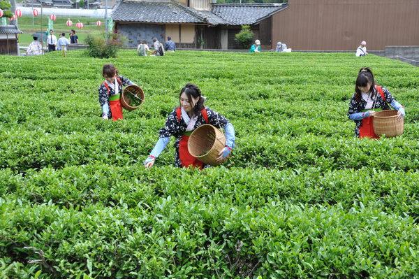 茶娘の衣装を着た3名の女性が籠に茶の葉を摘んでいる写真