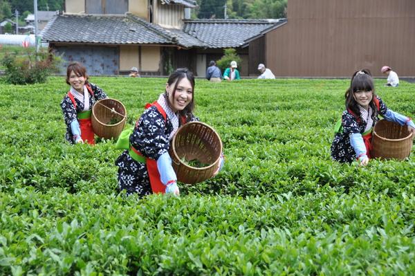 キャンペーンレディ3名が茶畑でお茶の葉を摘んでいる写真