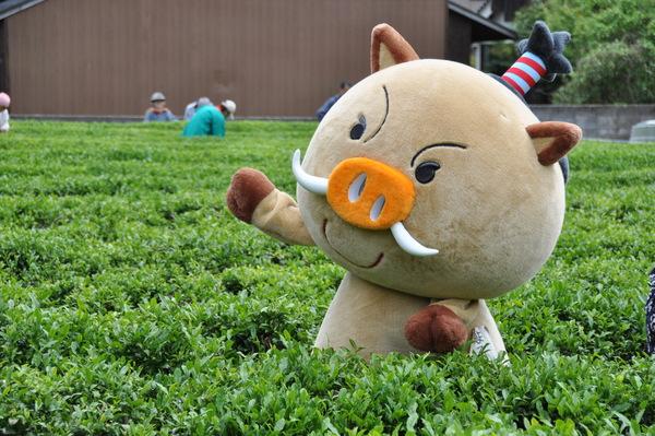 茶畑で両手を広げている、まるいのの写真