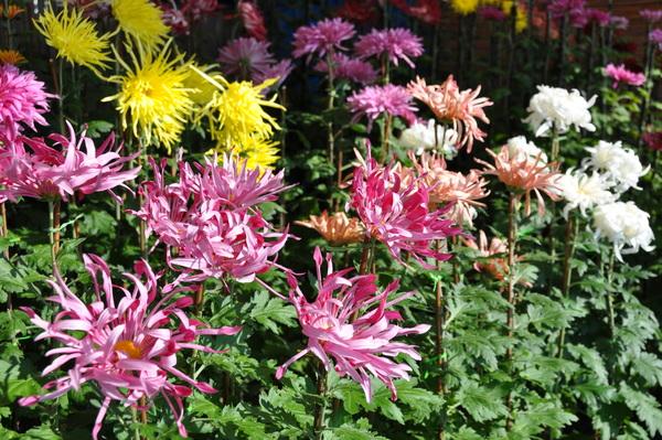 花びらが巻いている、ピンクや、黄色、白、オレンジ色のお苗菊の写真