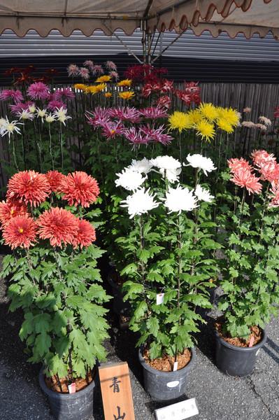 青山と言う札が前に置かれた、鉢植えの色とりどりの菊の写真