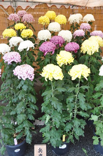 薄いピンク、黄色、白の鉢植えの菊の写真