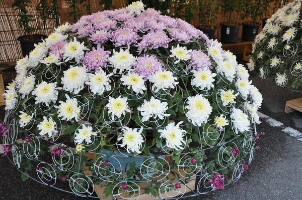 アーチ状に咲く、白とピンクの鉢植えの菊の写真