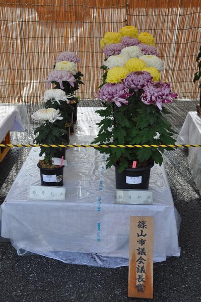 篠山市議会議長賞と書かれた札が置かれた台の上の、ピンクと黄色と白の鉢植えの菊の写真