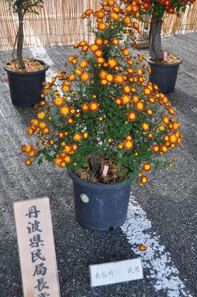丹波県民局長賞を受賞した長谷川 武司さんの鉢植えの菊の写真
