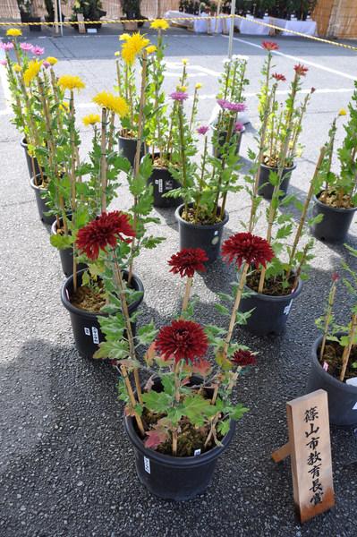 篠山市教育長賞と書かれた札が置かれた、赤と黄色とピンクの菊の写真