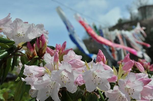 薄いシャクナゲのアップの後ろに、うっすらと鯉のぼりが泳いでいる写真