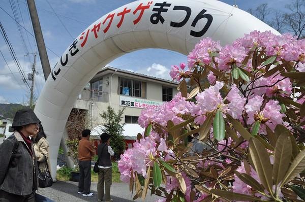 にしきシャクナゲまつり門の手前に来られた女性とピンクのシャクナゲの写真