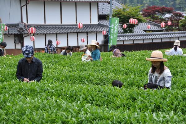 茶畑に沢山のお客さんが来て、茶摘みをしている様子の写真