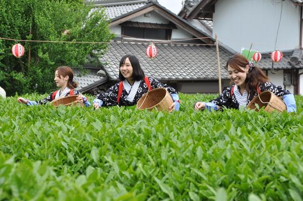 茶摘み娘の衣装を着た3人の女性が、茶畑の中で笑顔で茶摘みをしている様子の写真