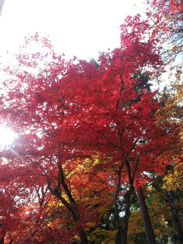 真っ赤に色づいた紅葉を下から見た上げた写真