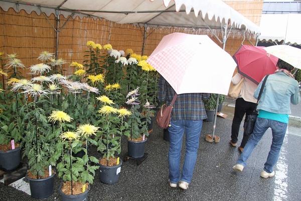 テントの下に鉢植えの白や黄色の菊が沢山置かれており、傘をさしたお客さんが見ている様子の写真